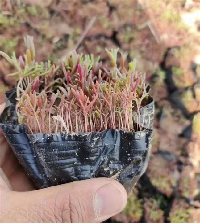 碱蓬草的栽培技术