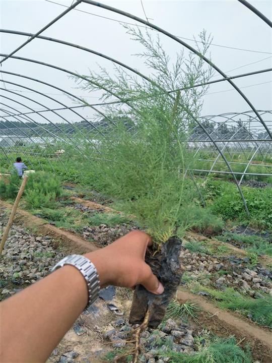 20公分高营养杯柽柳照片 