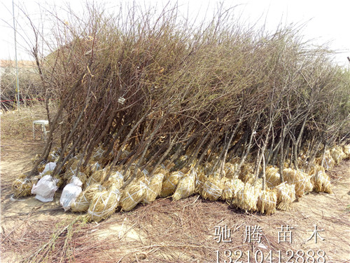 6公分柽柳7公分柽柳 