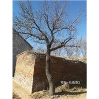 杜梨23公分 