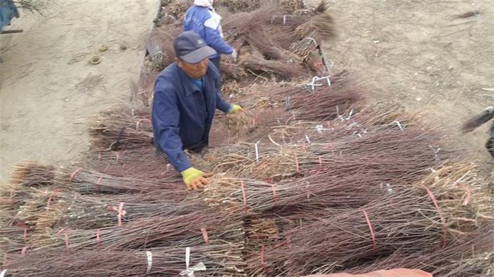 50万株柽柳苗发青海 