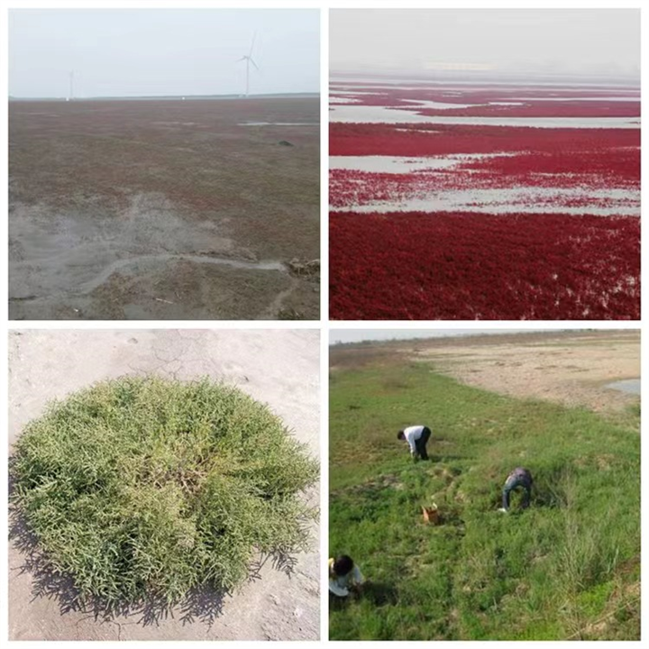 威海海岸线碱蓬草效果图