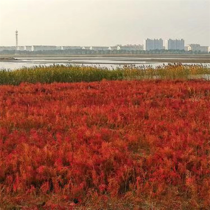盐碱治理土壤改良 菜荒盐地碱蓬草种子