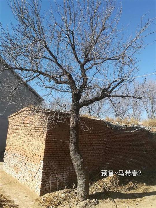 杜梨23公分 
