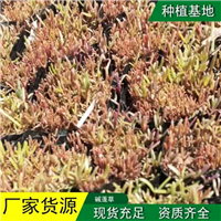 碱蓬草基地