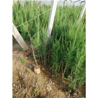 1米高柽柳容器苗 
