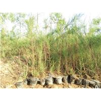 80公分高柽柳 