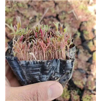 碱蓬草小苗