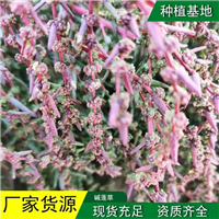 碱蓬草基地