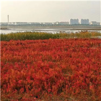 碱蓬草基地