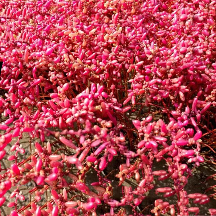 碱地碱蓬草