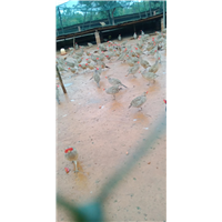 江西山鸡养殖技术 