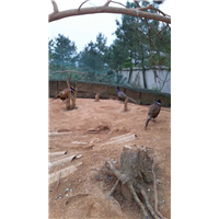 江西山鸡报价★热点推荐江西山鸡☆江西山鸡销售★ 