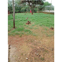 江西山鸡养殖 