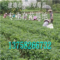浙江草莓园--建德市永珍草莓专业育苗基地 