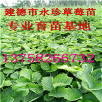 浙江草莓基地--建德市永珍草莓专业育苗基地 