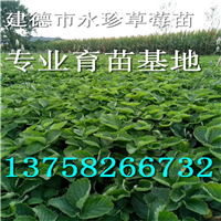 浙江草莓种苗--建德市永珍草莓专业育苗基地 