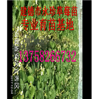 浙江草莓基地--建德市永珍草莓专业育苗基地 