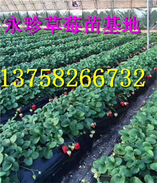 浙江草莓基地--建德市永珍草莓专业育苗基地 