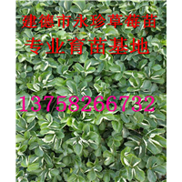 浙江草莓苗基地-建德市永珍草莓专业育苗基地 