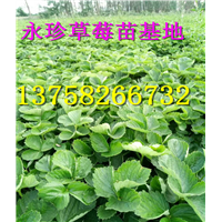 浙江草莓种苗--建德市永珍草莓专业育苗基地 