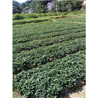 浙江草莓苗，苗木的管理