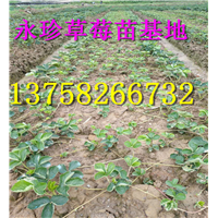 浙江草莓苗--建德市永珍草莓专业育苗基地 