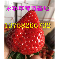 浙江草莓种苗--建德市永珍草莓专业育苗基地 