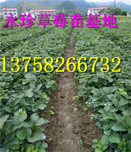 浙江草莓种苗--建德市永珍草莓专业育苗基地 