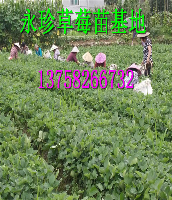 浙江草莓种苗--建德市永珍草莓专业育苗基地 