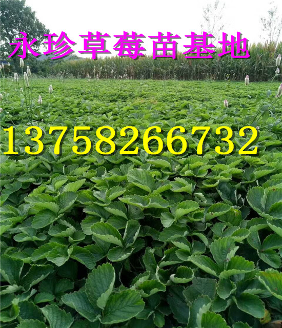 浙江草莓苗--建德市永珍草莓专业育苗基地 