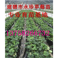 浙江草莓种苗--建德市永珍草莓专业育苗基地 