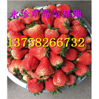 浙江草莓苗--建德市永珍草莓专业育苗基地 