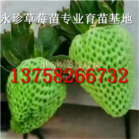 浙江草莓苗--建德市永珍草莓专业育苗基地 