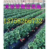 浙江草莓种苗--建德市永珍草莓专业育苗基地 