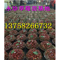 浙江草莓苗--建德市永珍草莓专业育苗基地 