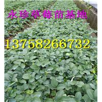 浙江草莓基地--建德市永珍草莓专业育苗基地 
