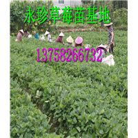 浙江草莓种苗--建德市永珍草莓专业育苗基地 
