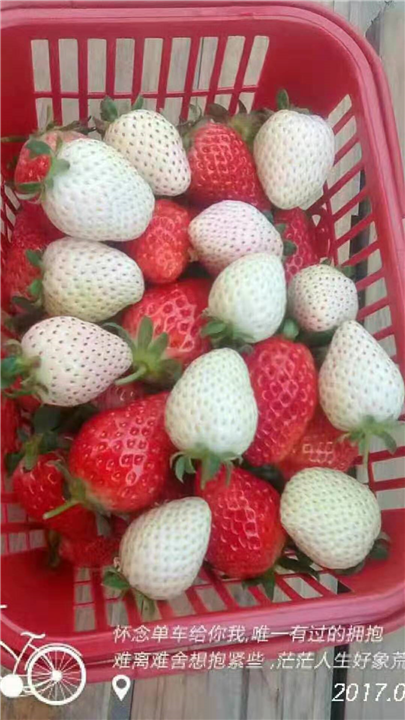 浙江草莓批发