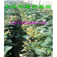 浙江草莓基地--建德市永珍草莓专业育苗基地 