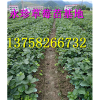 浙江草莓基地--建德市永珍草莓专业育苗基地 