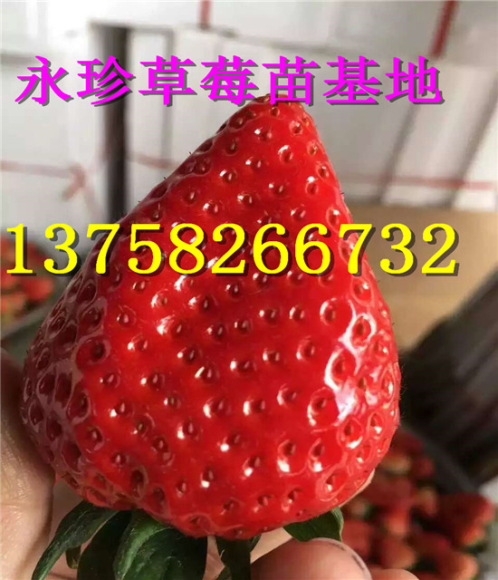 浙江草莓种苗--建德市永珍草莓专业育苗基地 