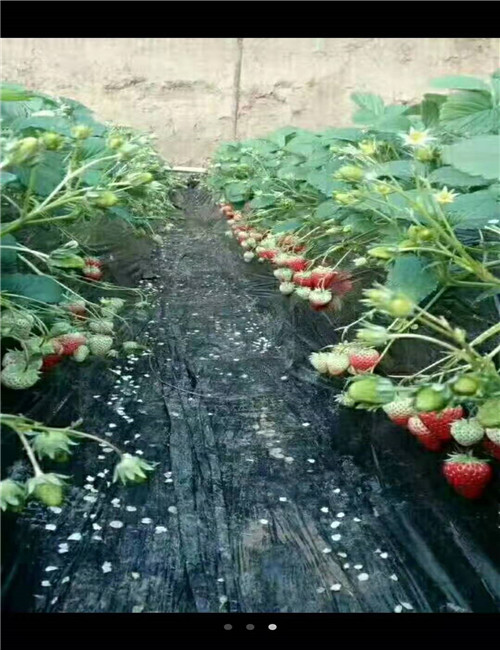 浙江草莓苗