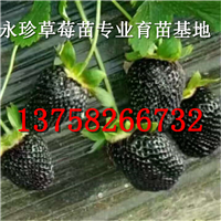 浙江草莓园--建德市永珍草莓专业育苗基地 