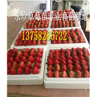 浙江草莓种苗--建德市永珍草莓专业育苗基地 
