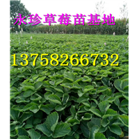 浙江草莓基地--建德市永珍草莓专业育苗基地 