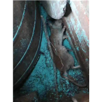 周口郸城仓库除四害怎么收费