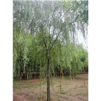 河北柳树批发_保定大型柳树基地