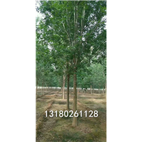 河北速生白蜡树基地-大量低价出售