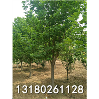 保定玉兰种植基地-河北玉兰批发